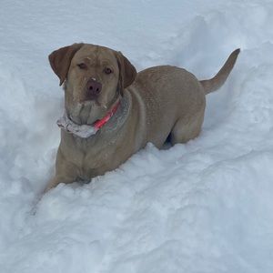 Meet your Posher, Caden